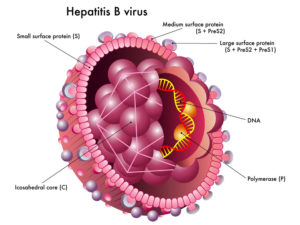 Hepatitis B virus illustration